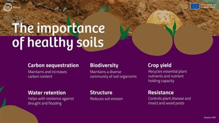 The Importance of Soil Health in Columbia SC Landscapes