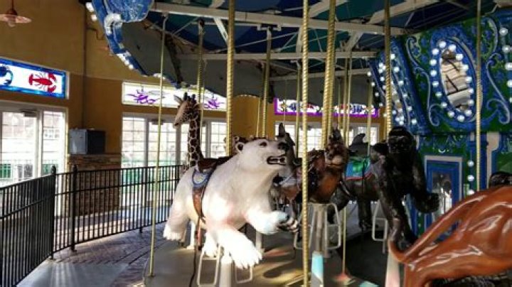 Unlock The Magic Of Turtle Back Zoo Carousel Parties: Discoveries And Delights Await!