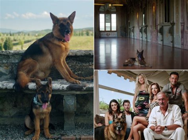Unveiling The Secrets Of Gunther The German Shepherd: Discoveries And Insights