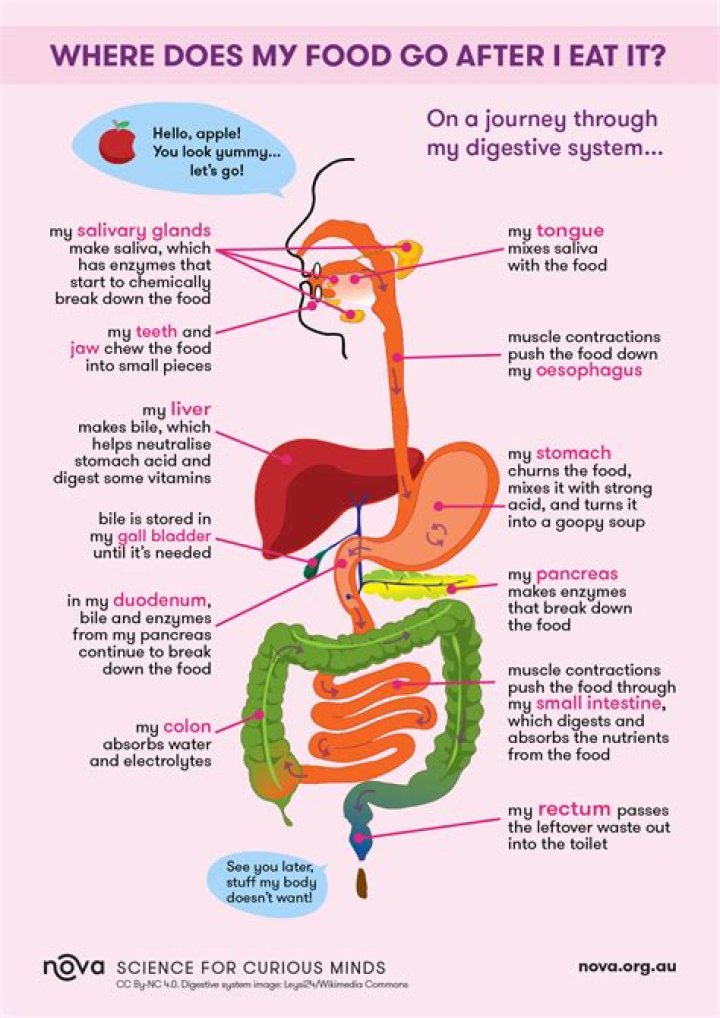 What Happens To The Food"